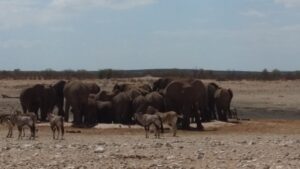 Namibia 4x4 Rentals Etosha Animals
